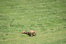 a dog wearing a green vest is running in a field