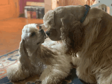 two cocker spaniel dogs looking at each other with one wearing a blue collar