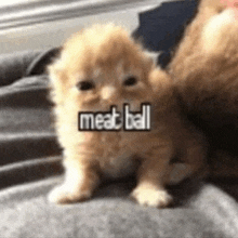 a small kitten is sitting on a person 's lap with the words meat ball written on it .