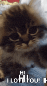 a close up of a cat with the words hi i love you written below it