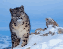 a snow leopard is standing on top of a snowy hill .