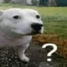 a white dog is standing next to a pile of dirt with a question mark on it .