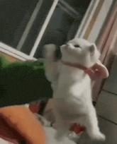 a white cat wearing a pink bow tie is standing on its hind legs .