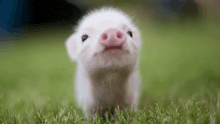 a small pig is standing in the grass looking at the camera .