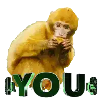a picture of a monkey eating a piece of food with the words " you 's " behind it
