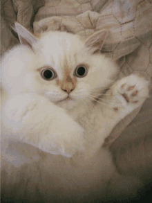 a white cat laying on its back with its paws up