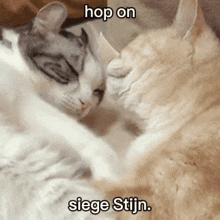 two cats laying next to each other with the words hop on siege stijn above them