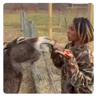 a woman feeds a donkey behind a fence in a field
