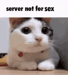 a cat is sitting on a table with the words `` server not for sex '' written on the bottom .