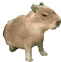 a capybara is standing on its hind legs and looking at the camera .