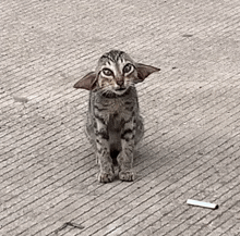 a cat with ears on its head is sitting on a concrete surface .