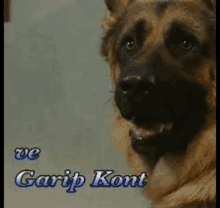 a close up of a german shepherd with the name garip kent written on the bottom