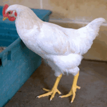 a white chicken standing next to a blue container