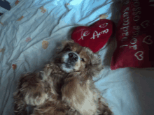 a brown dog laying on a bed next to a red heart that says te amo