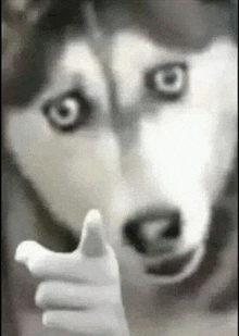 a close up of a husky dog pointing at the camera with its finger .