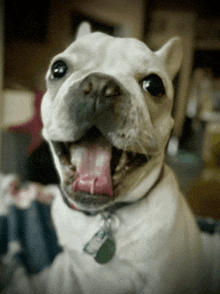 a white dog with its tongue hanging out and a name tag