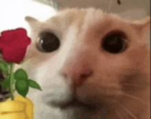 a close up of a cat looking at a rose in a vase .