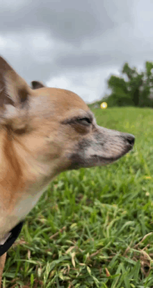 a brown and white dog is standing in the grass