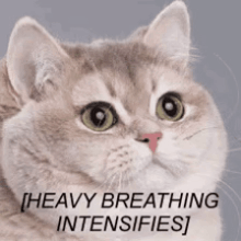a cat with the words heavy breathing intensifies written on it