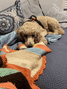 a poodle laying on a bed with a blanket