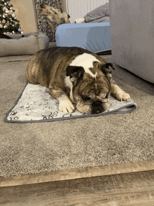 a brown and white dog is laying on a blanket with the letters o and o on it