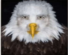 a bald eagle with a yellow beak looking at the camera