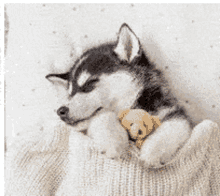 a husky puppy is sleeping in a person 's sweater .