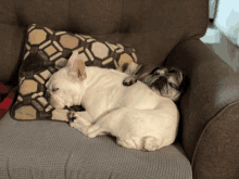 two pugs are laying on a couch with a pillow