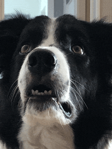 a close up of a black and white dog 's nose