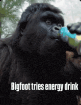 a gorilla drinking from a blue bottle with the words bigfoot tries energy drink below it