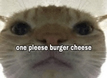 a close up of a cat 's face with the words `` one please burger cheese '' written above it .