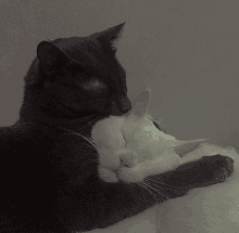 a black cat and a white cat hugging each other with their eyes closed