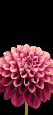 a close up of a purple flower with a black background