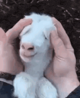 a person is holding a baby goat in their hands and petting it .