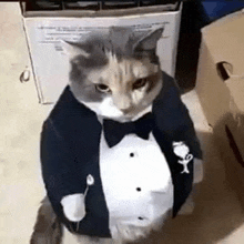 a cat wearing a tuxedo and bow tie is sitting on the floor .