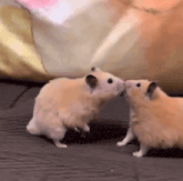 two hamsters are standing next to each other and kissing .