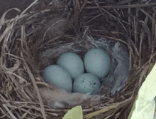 three blue eggs in a nest with feathers