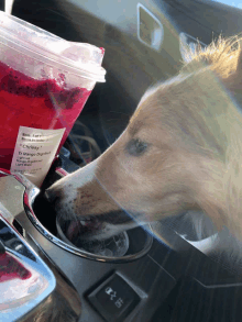 a dog is drinking from a starbucks cup that says chrissy