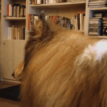 a dog laying on the floor in front of a bookshelf with a red book titled " a brief history of the world "