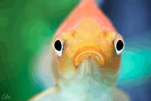 a close up of a fish 's face with eiko written on the bottom