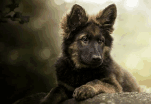 a german shepherd puppy is laying on top of a rock .