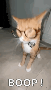 a cat wearing glasses and a collar is standing on its hind legs .