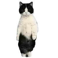 a black and white cat standing on its hind legs pointing