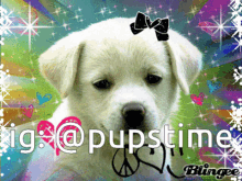 Dog Puppy GIF