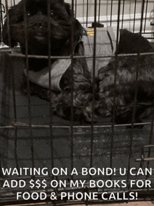 a dog in a cage that says ' waiting on a bond ' on it