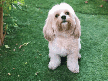 a small brown and white dog sitting on a lush green lawn