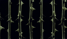 a black background with a row of thorns on it