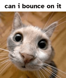 a close up of a cat with the words " can i bounce on it " below it
