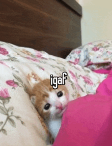 a cat is laying on a bed with the word igaf written above it