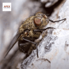 a fly is sitting on a rock with an apex pest control logo